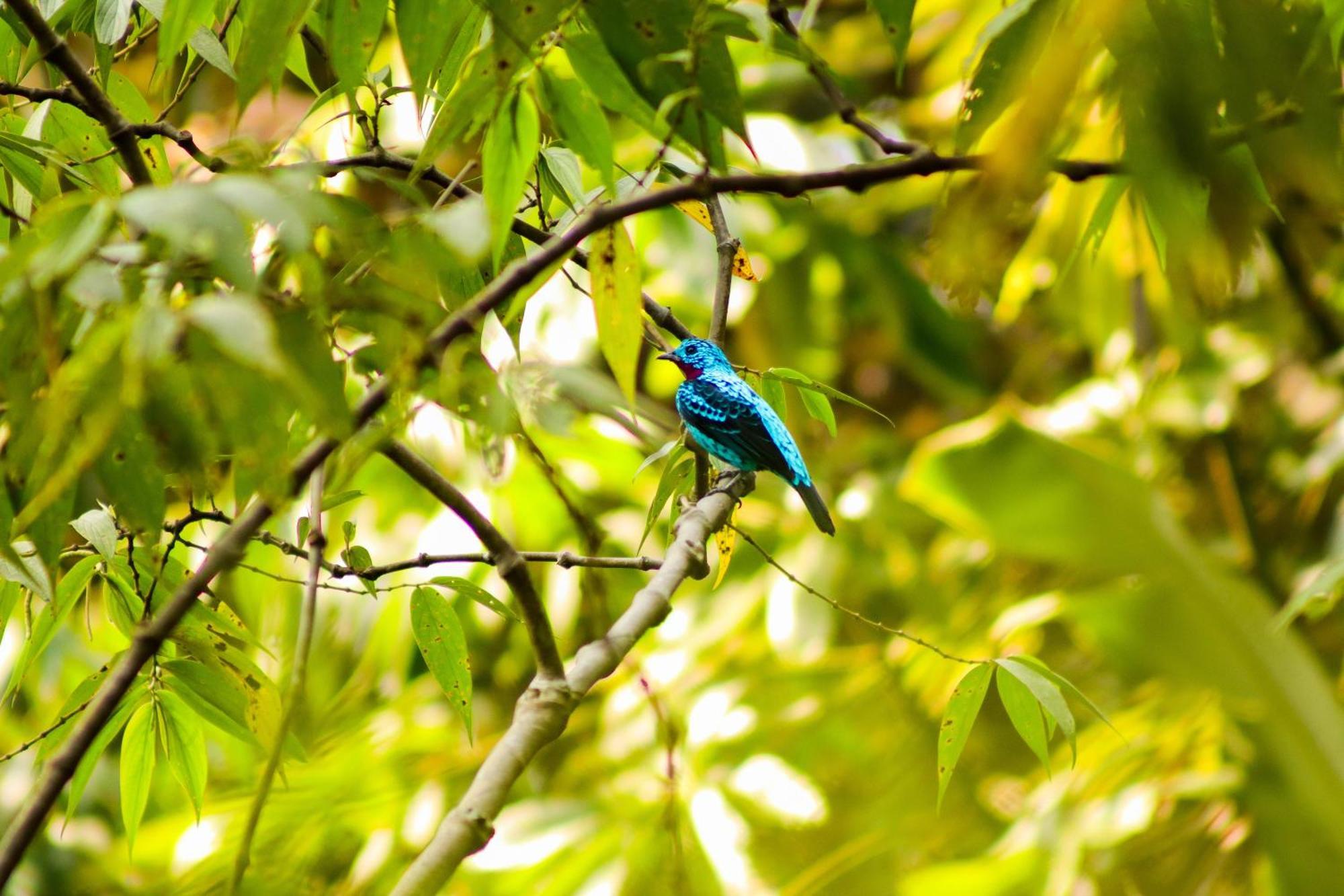 Pousada Paraíso do Calango Azul Presidente Figueiredo Exterior foto